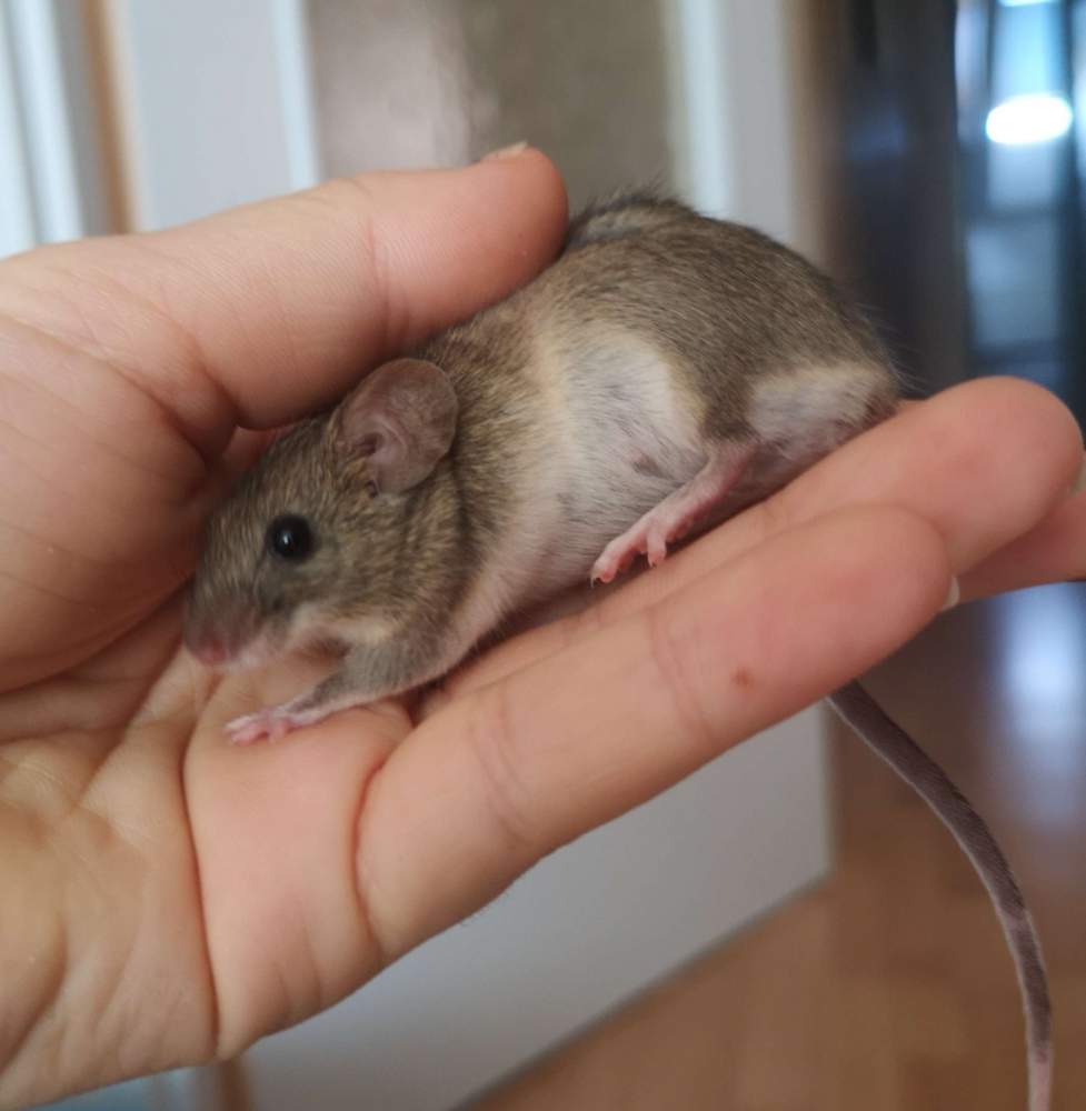 Fancy mouse Breeder Mus musculus 