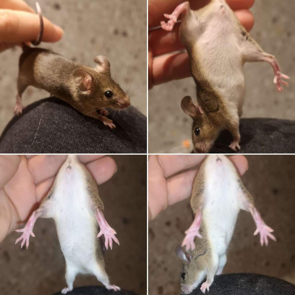 Fancy mouse Breeder Mus musculus 