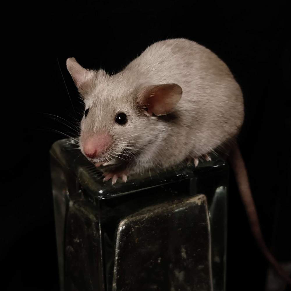 Fancy mouse Breeder Mus musculus United States, Humble
