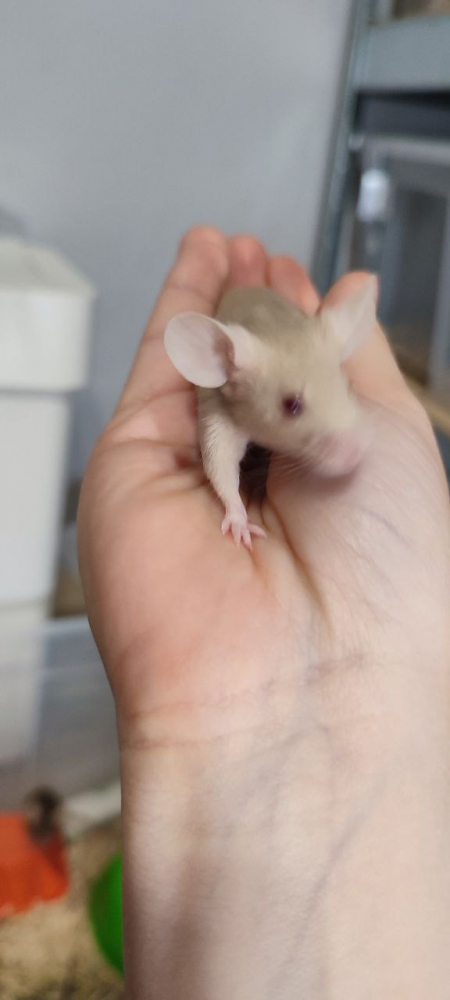 Fancy mouse Pet only Mus musculus 