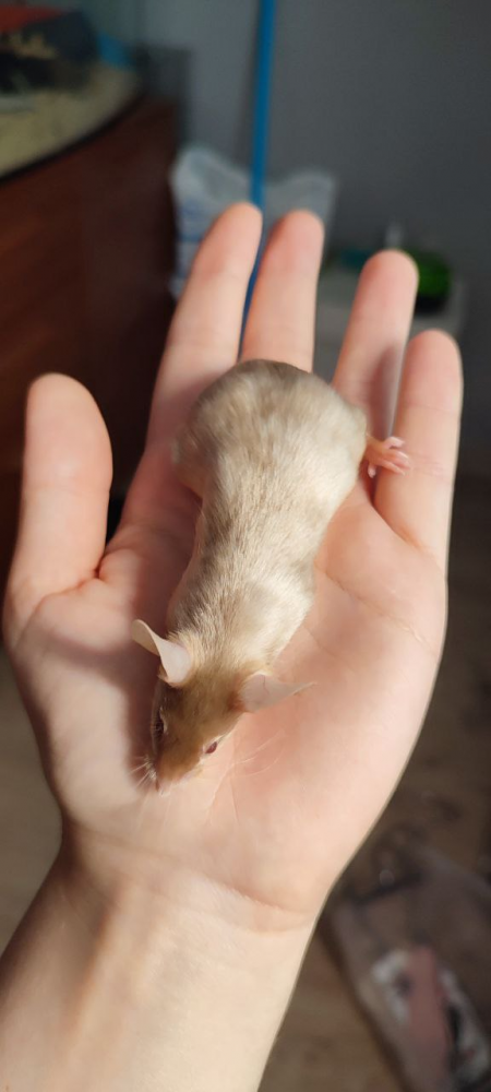 Fancy mouse Breeder Mus musculus 