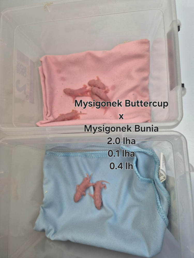 Fancy mouse Pet only Mus musculus 