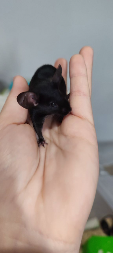 Fancy mouse Deceased Mus musculus 