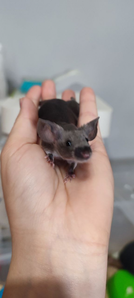 Fancy mouse Deceased Mus musculus 