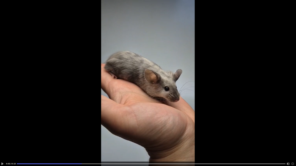 Fancy mouse Pet only Mus musculus 