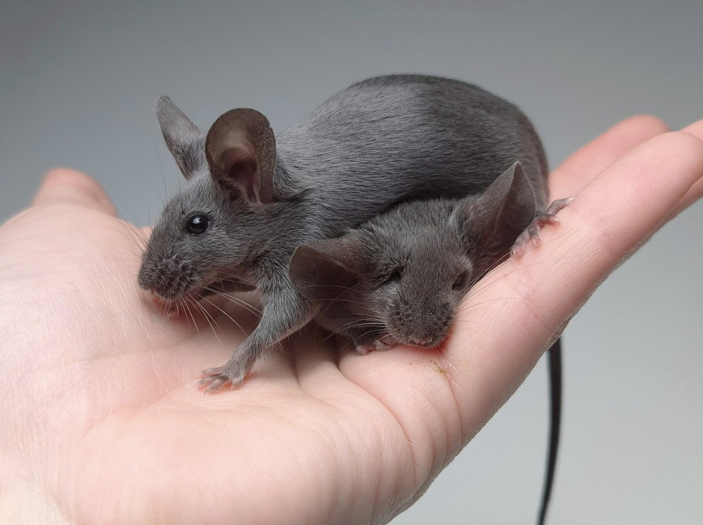 Fancy mouse Pet only Mus musculus 