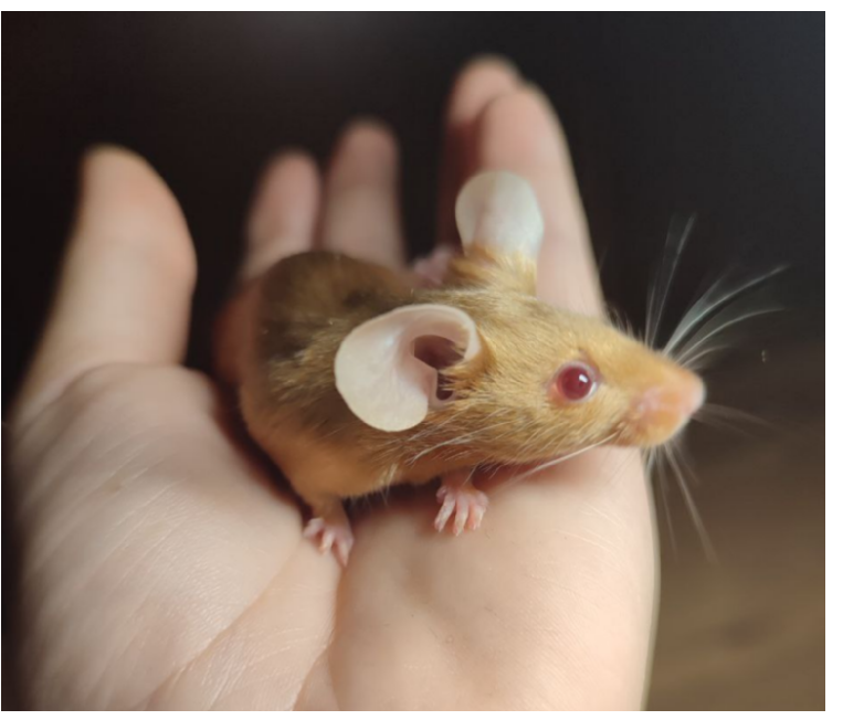 Fancy mouse Pet only Mus musculus 