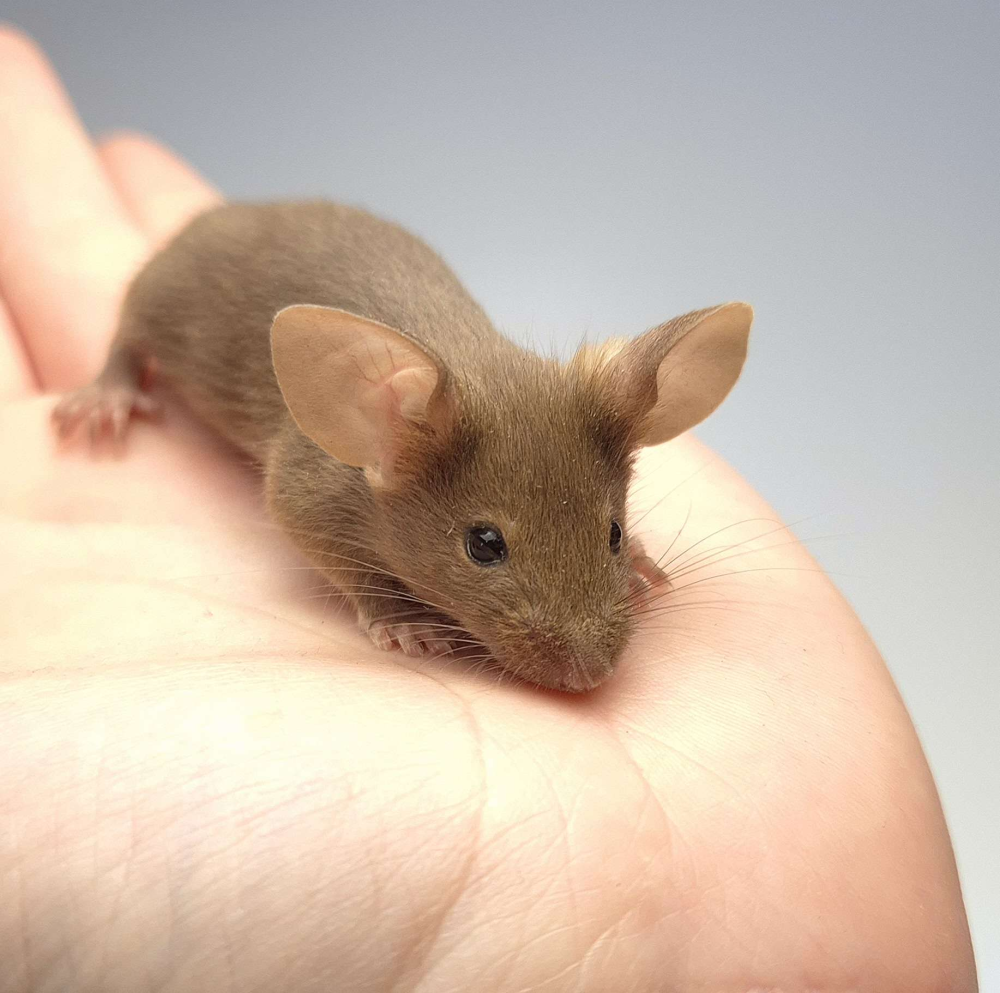 Fancy mouse Pet only Mus musculus 