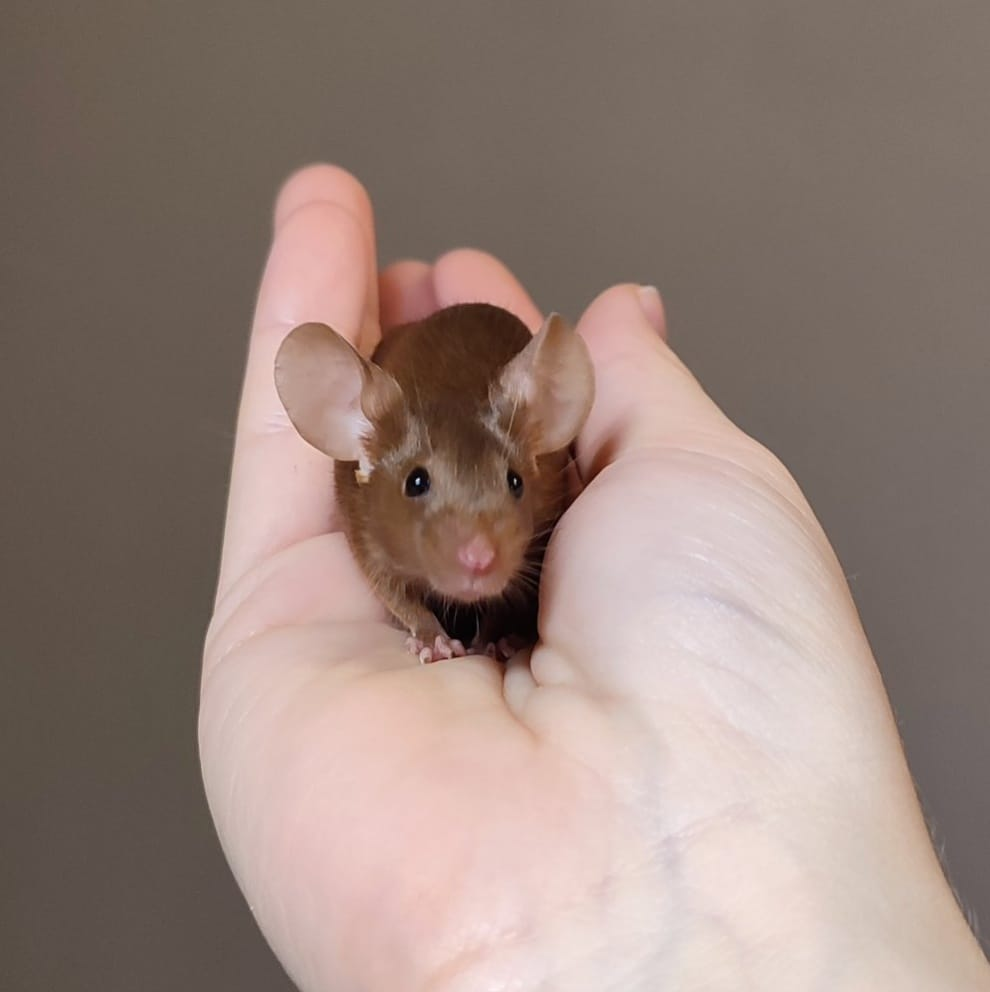 Fancy mouse Breeder Mus musculus 