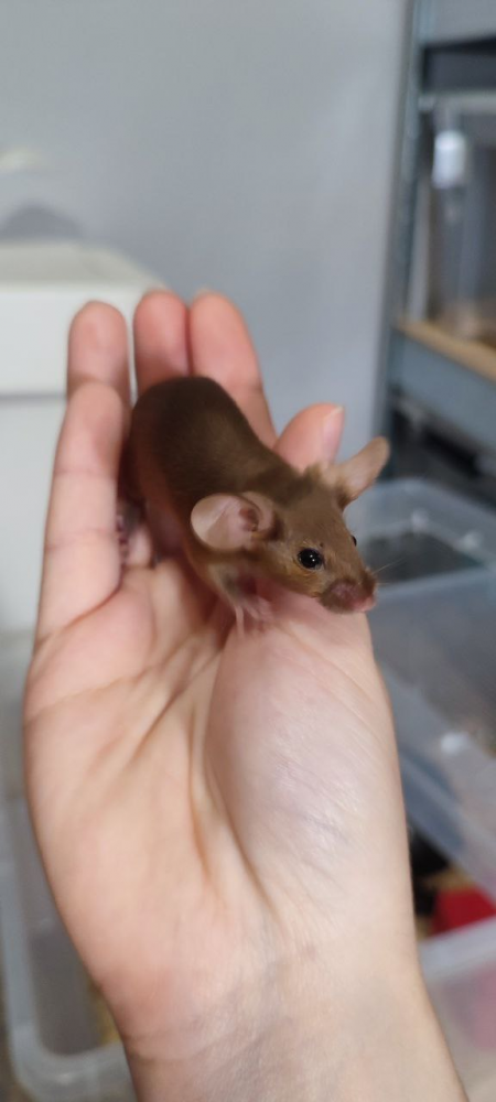 Fancy mouse Deceased Mus musculus 