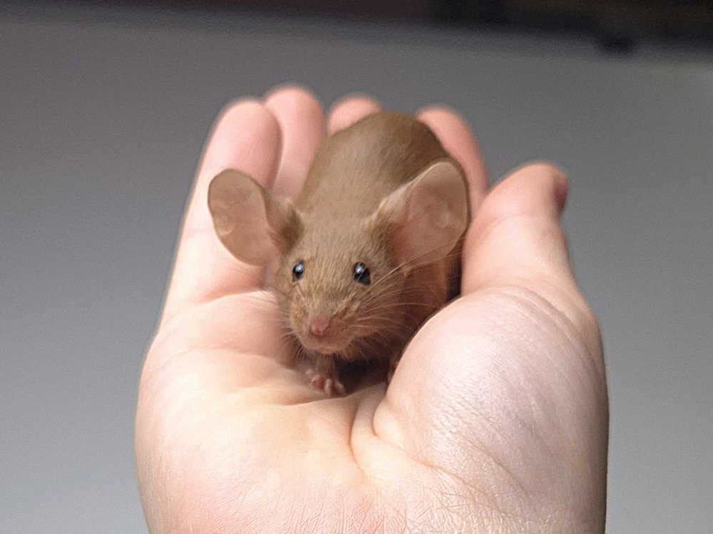 Fancy mouse Pet only Mus musculus 