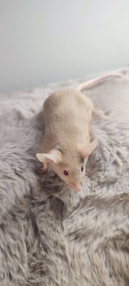 Fancy mouse Rehomed Mus musculus 