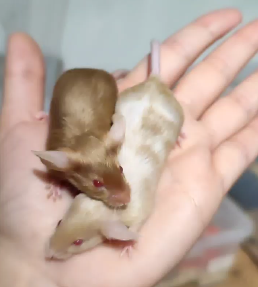 Fancy mouse Breeder Mus musculus 