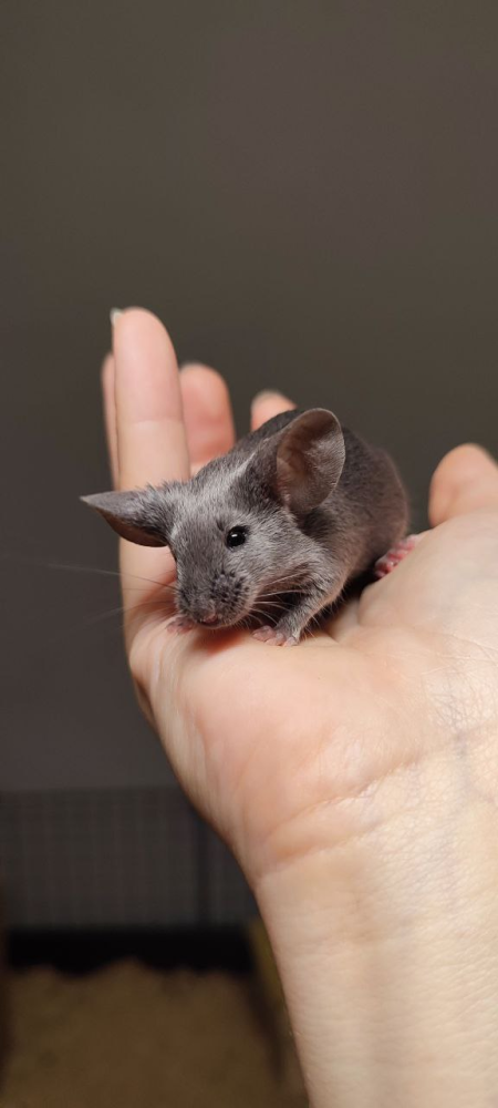 Fancy mouse Breeder Mus musculus 