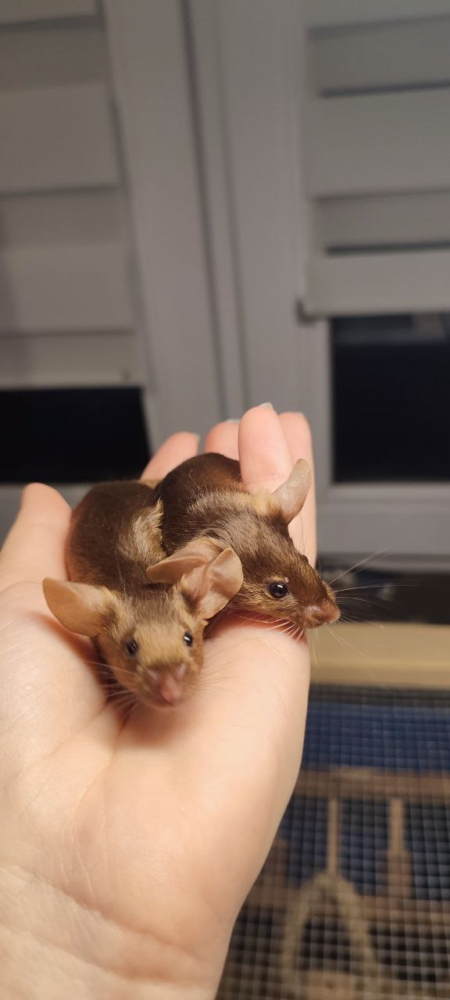 Fancy mouse Breeder Mus musculus 