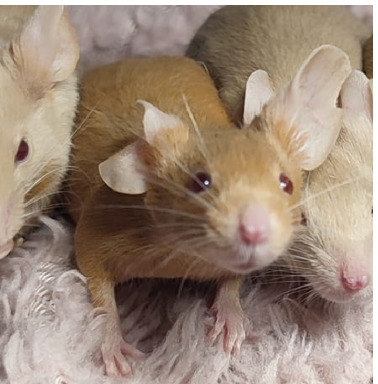 Fancy mouse Deceased Mus musculus 