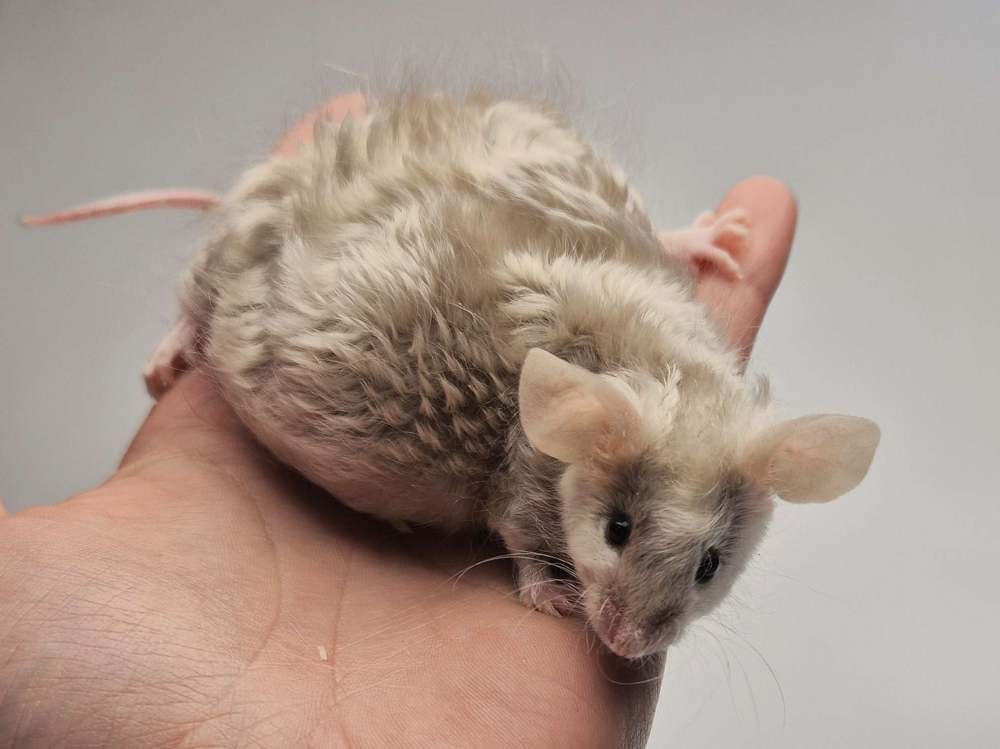 Fancy mouse Pet only Mus musculus 