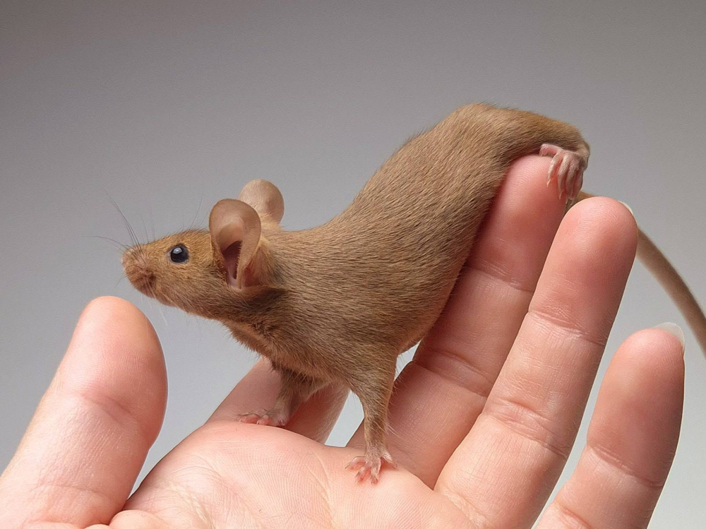 Fancy mouse Pet only Mus musculus 