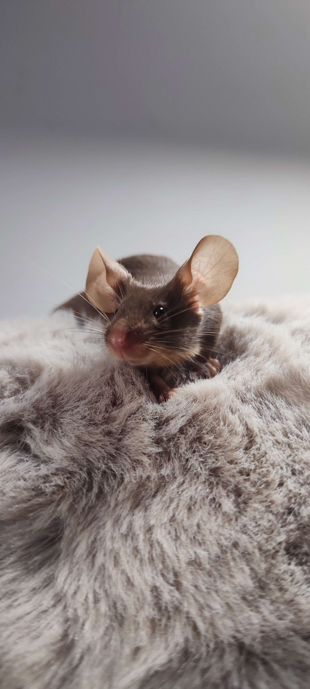 Fancy mouse Breeder Mus musculus 