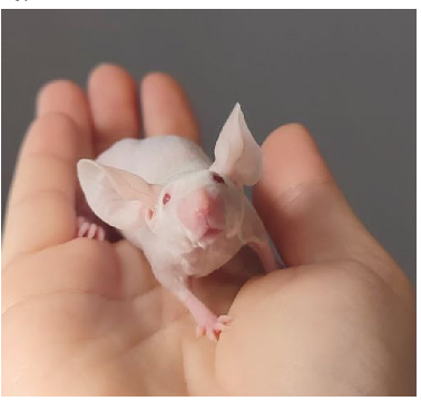 Fancy mouse Breeder Mus musculus 