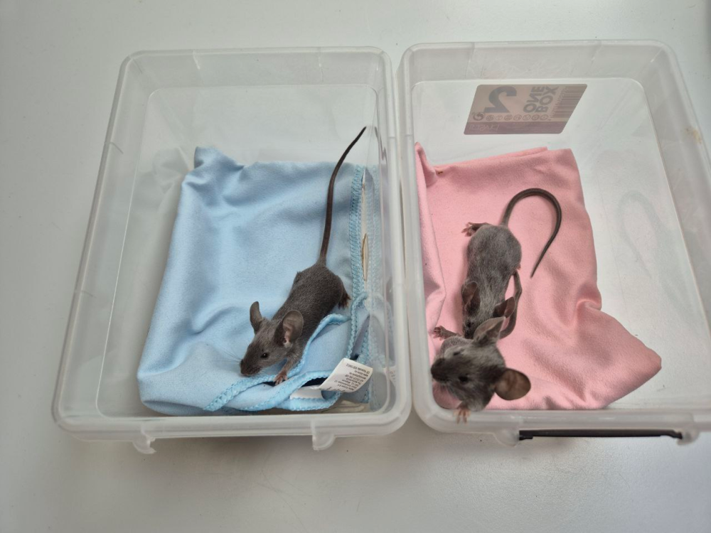 Fancy mouse Breeder Mus musculus 