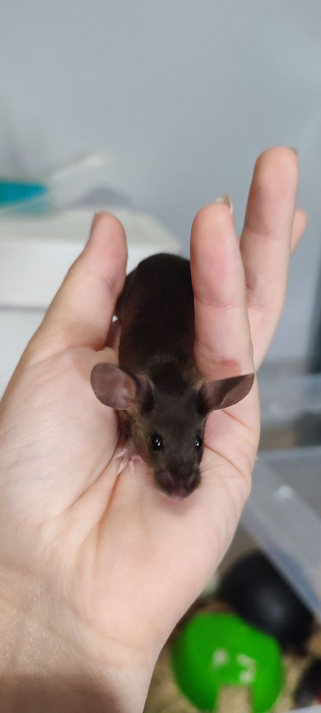 Fancy mouse Breeder Mus musculus 