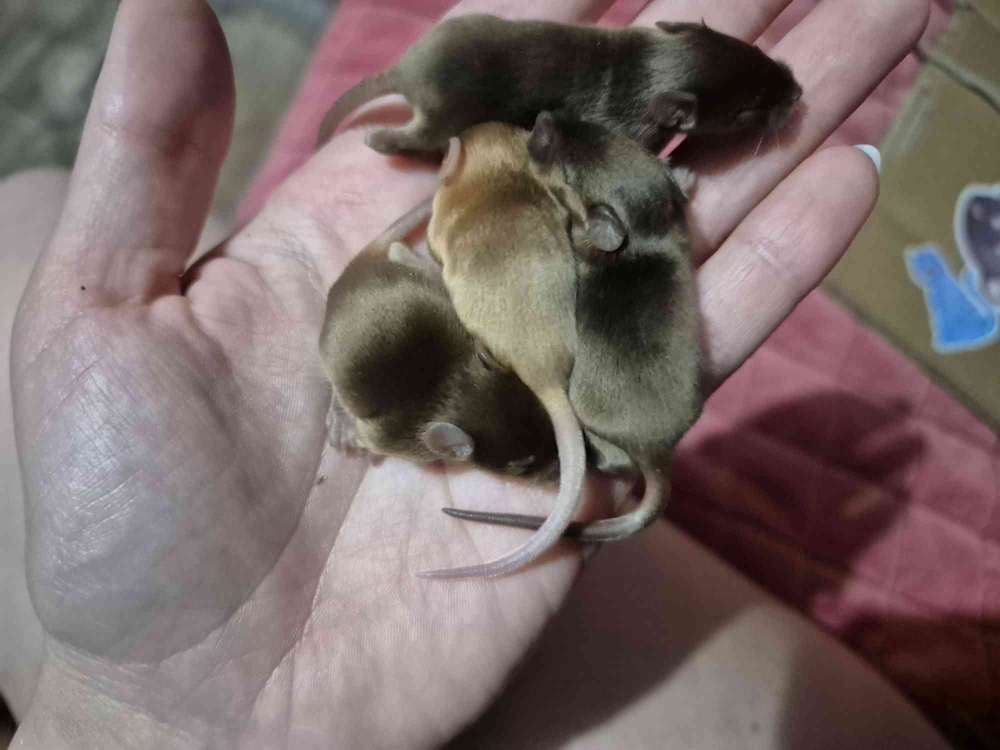 Fancy mouse Pet only Mus musculus 