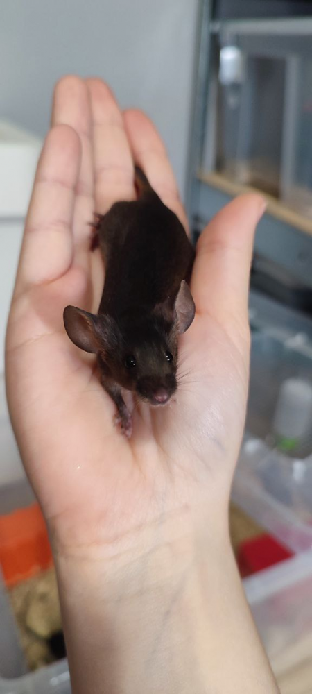 Fancy mouse Breeder Mus musculus 