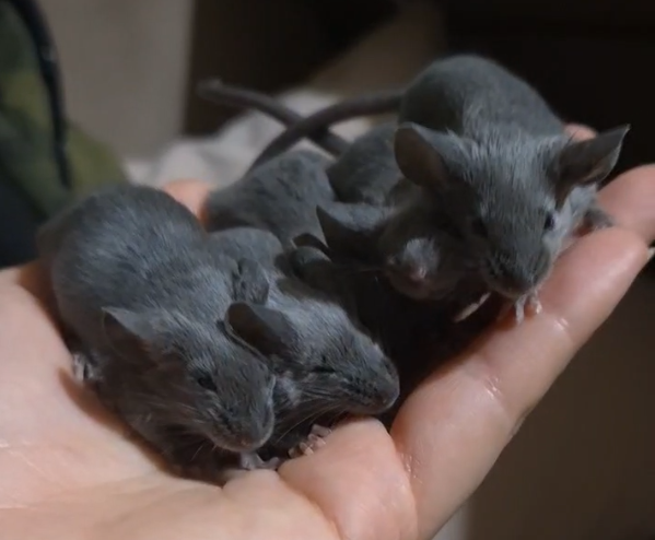 Fancy mouse Pet only Mus musculus 