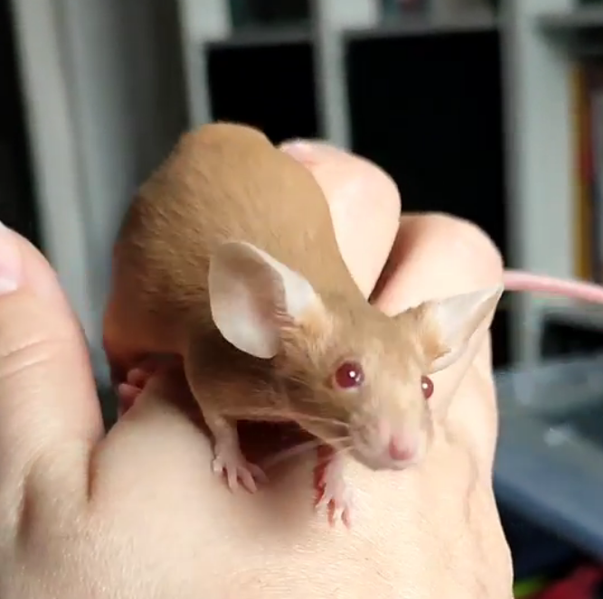 Fancy mouse Rehomed Mus musculus 