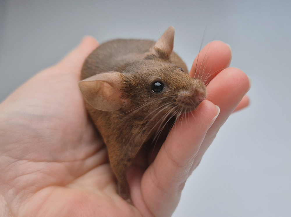 Fancy mouse Pet only Mus musculus 