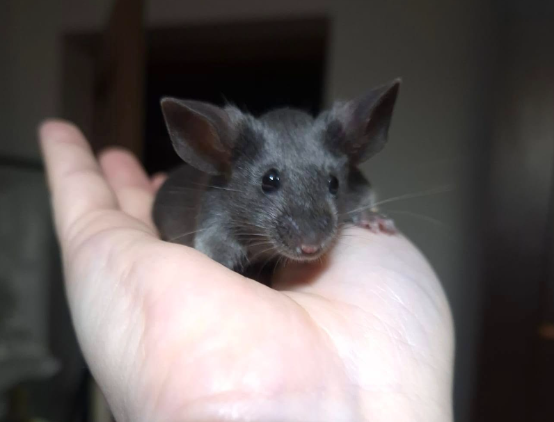 Fancy mouse Pet only Mus musculus 