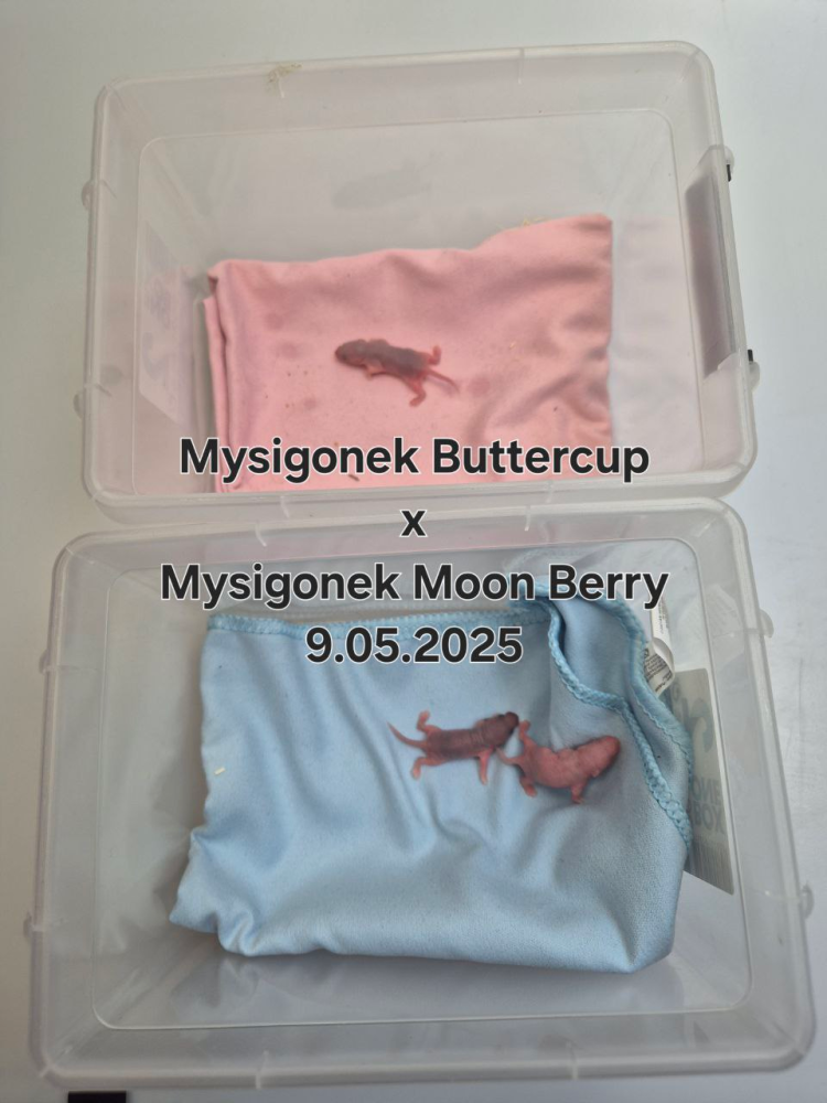 Fancy mouse Pet only Mus musculus 