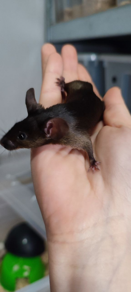 Fancy mouse Breeder Mus musculus 