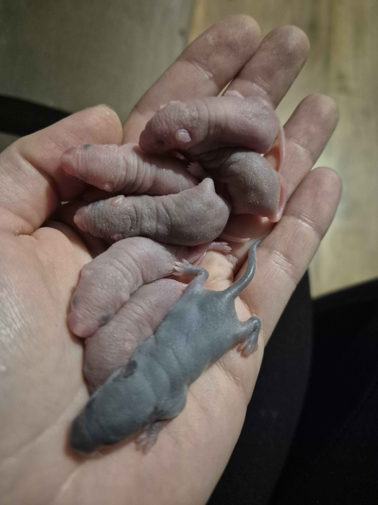 Fancy mouse Pet only Mus musculus 