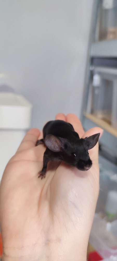 Fancy mouse Breeder Mus musculus 