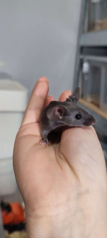 Fancy mouse Breeder Mus musculus 