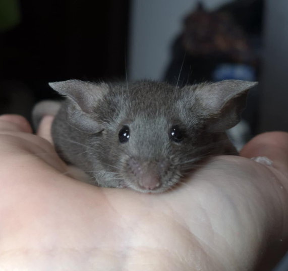 Fancy mouse Breeder Mus musculus 