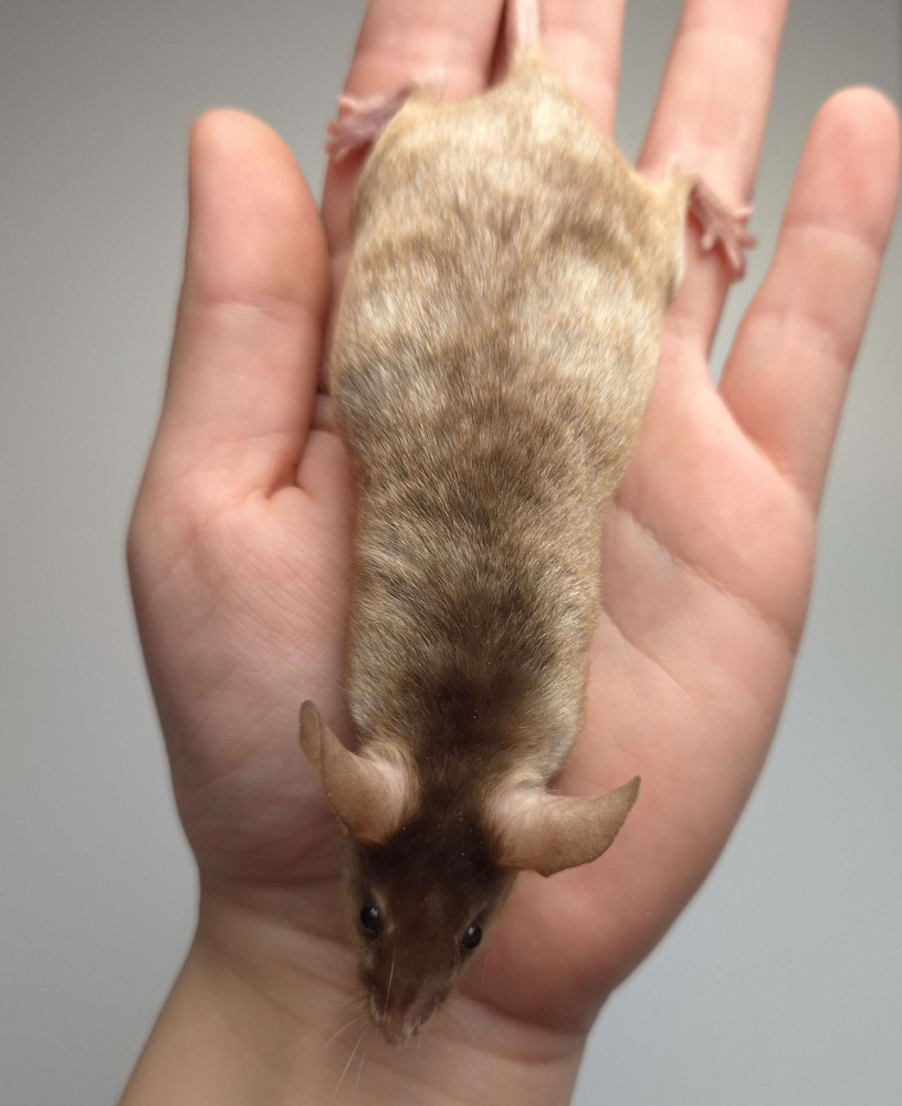 Fancy mouse Pet only Mus musculus 