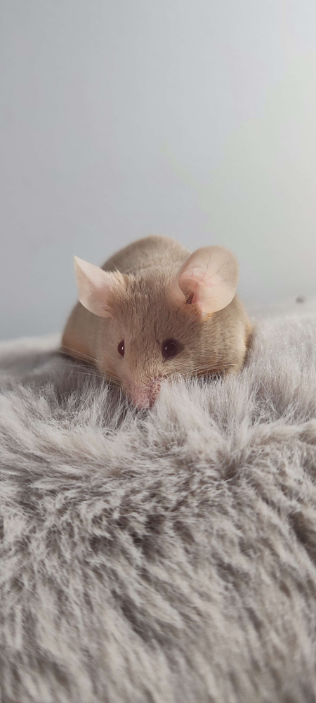 Fancy mouse Rehomed Mus musculus 