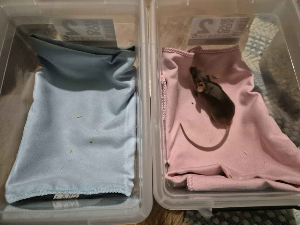 Fancy mouse Pet only Mus musculus 
