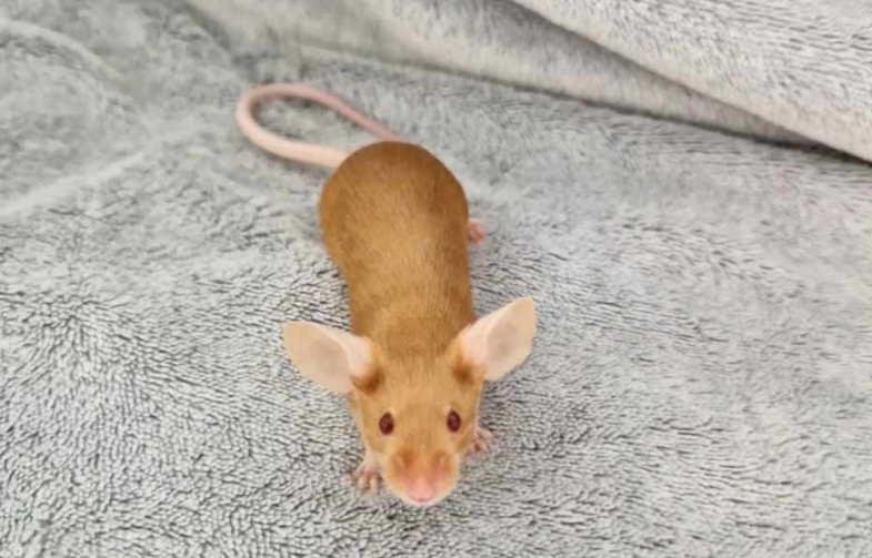 Fancy mouse Breeder Mus musculus 