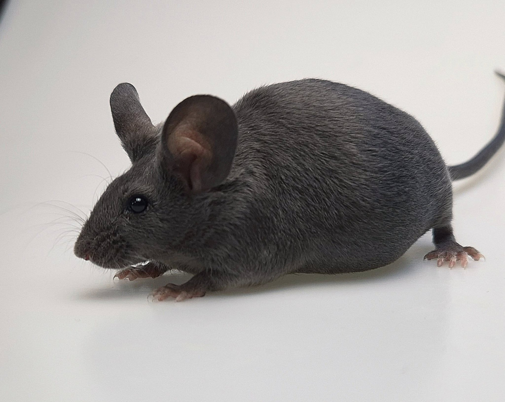 Fancy mouse Breeder Mus musculus 