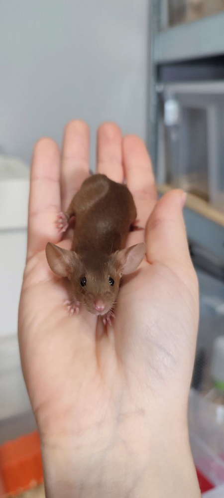 Fancy mouse Breeder Mus musculus 