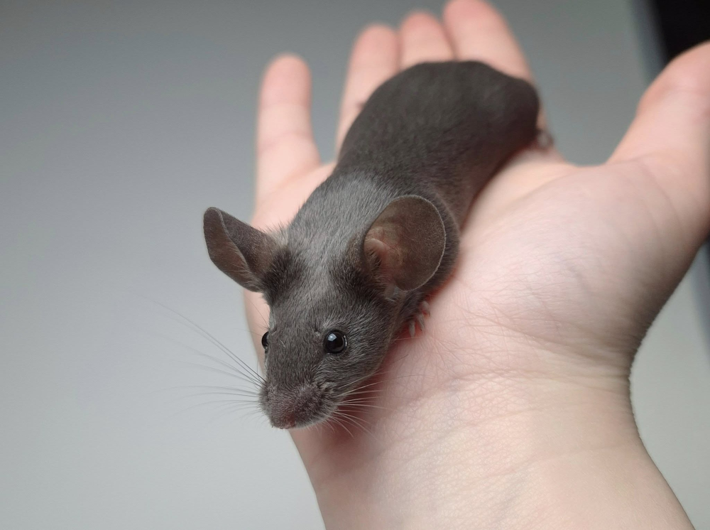 Fancy mouse Pet only Mus musculus 