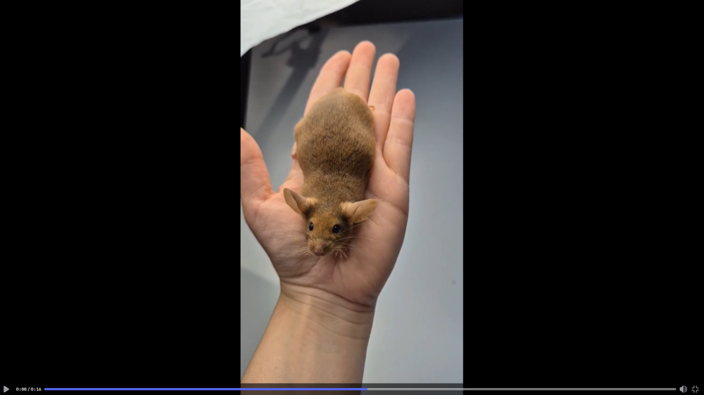 Fancy mouse Pet only Mus musculus 