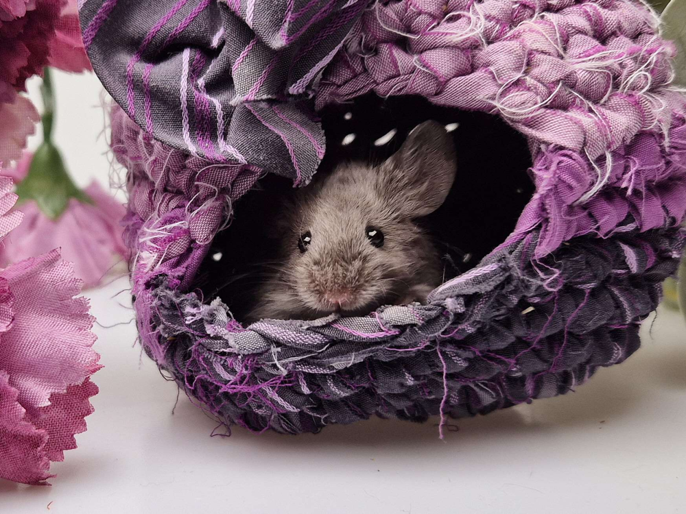 Fancy mouse Pet only Mus musculus 