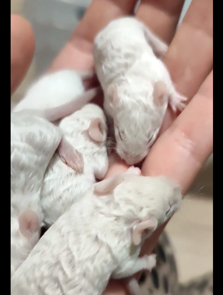 Fancy mouse Breeder Mus musculus 