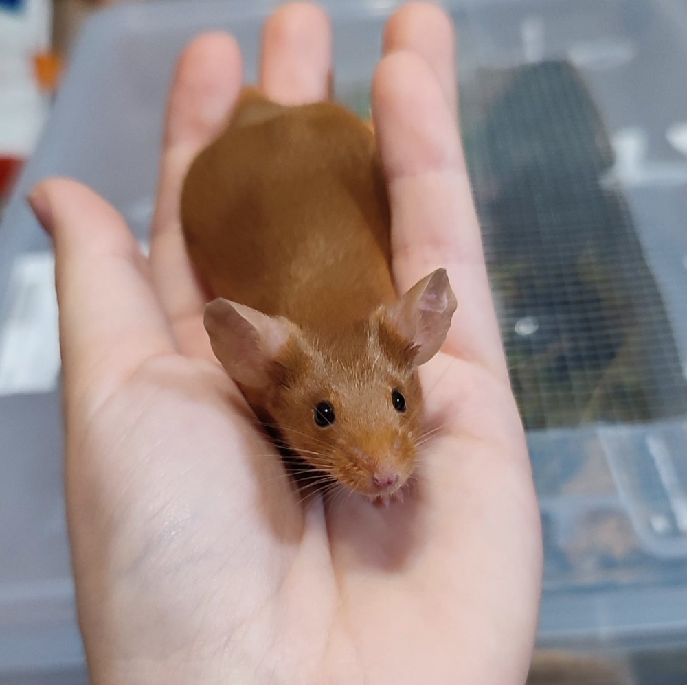 Fancy mouse Breeder Mus musculus 