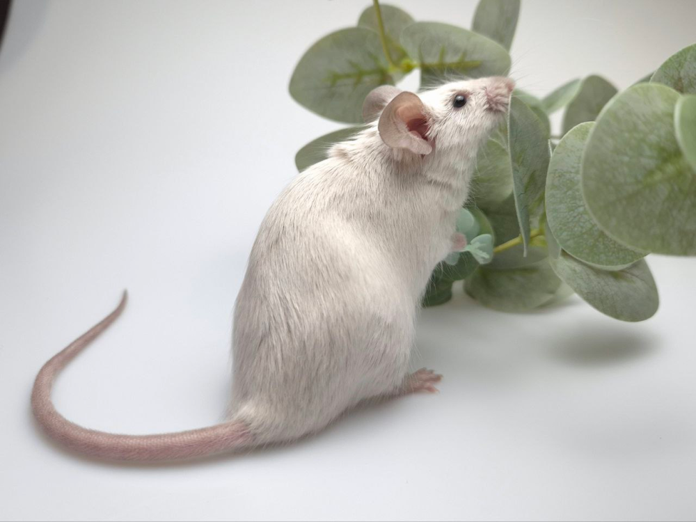 Fancy mouse Pet only Mus musculus 